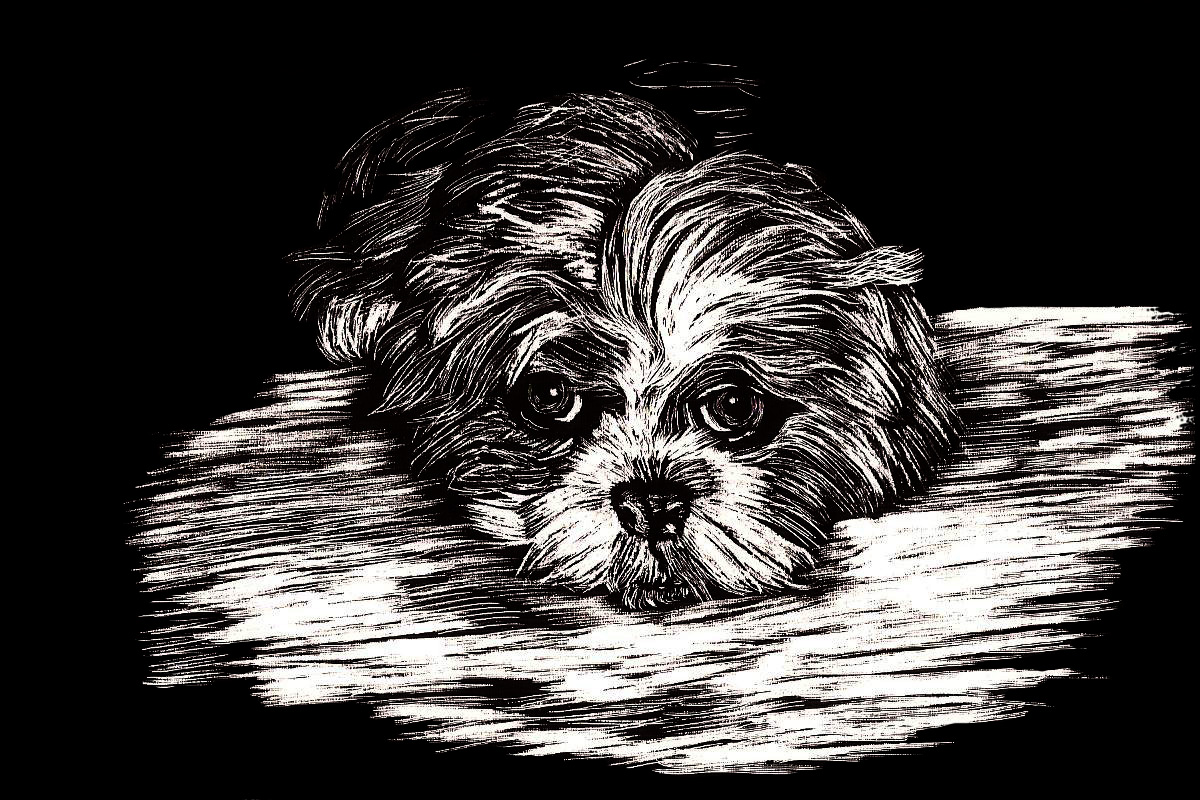 scratchboard Smokey dog portrait