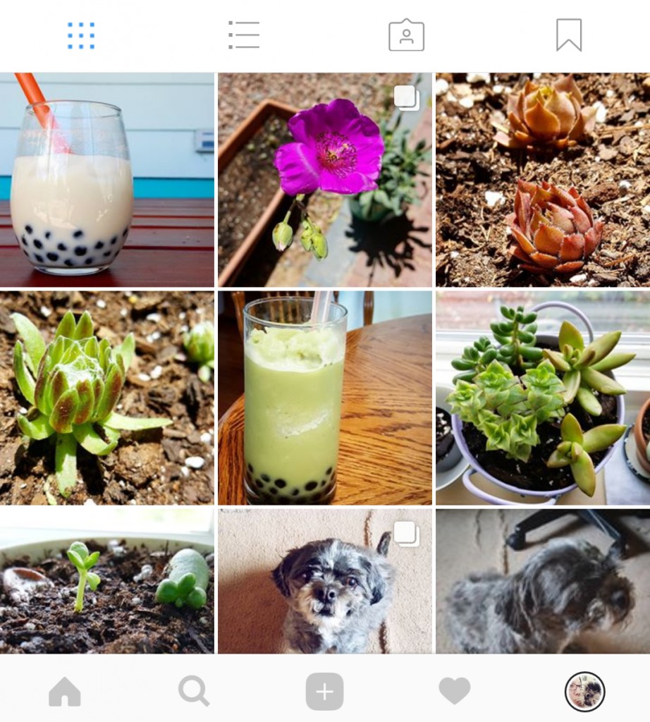obsessed with succulents instagram
