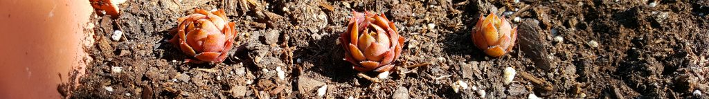 obsessed with succulents hardy succulent sempervivum
