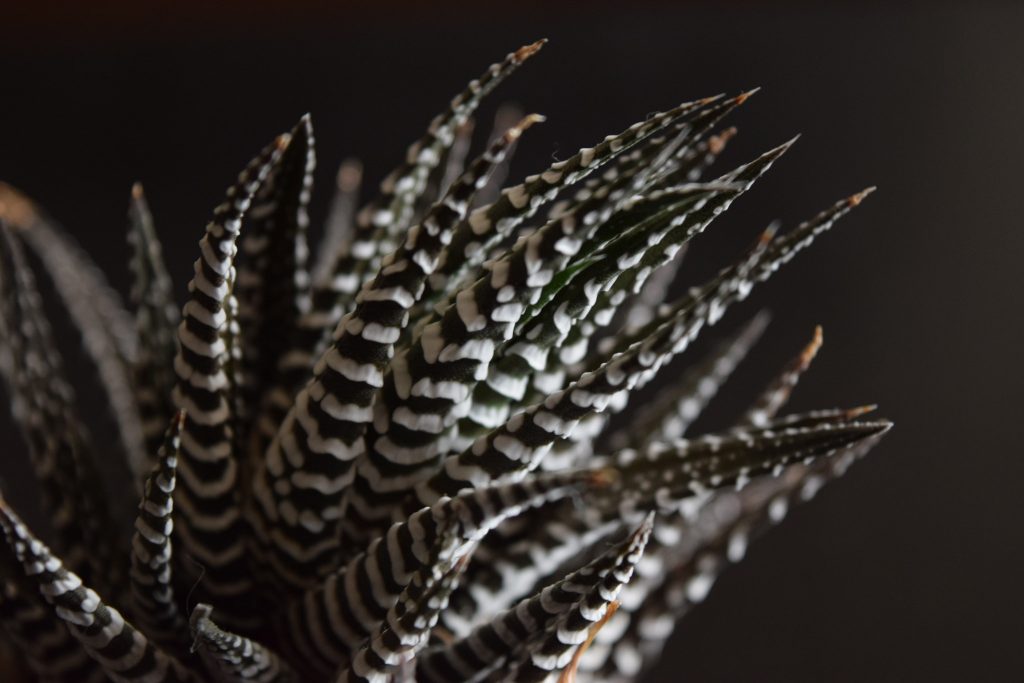 obsessed with succulents haworthia attenuata closeup