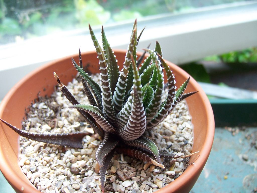 obsessed with succulents haworthia attenuata zebra plant potted