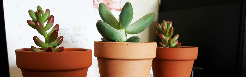 obsessed with succulents aurora and pachyphytum