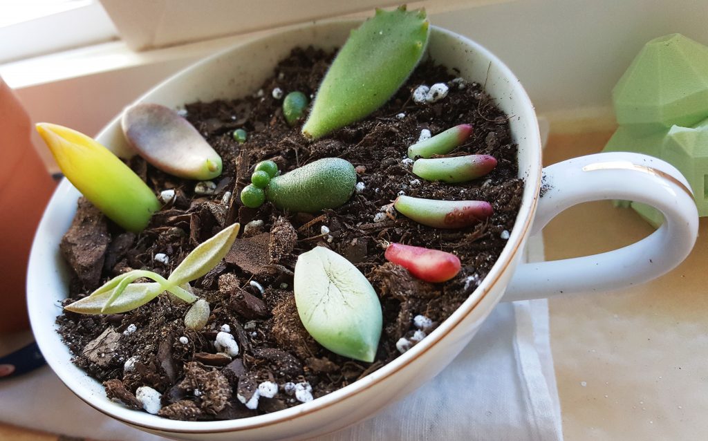 obsessed with succulents pups propagation