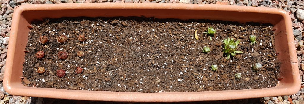 obsessed with succulents outdoor sempervivum