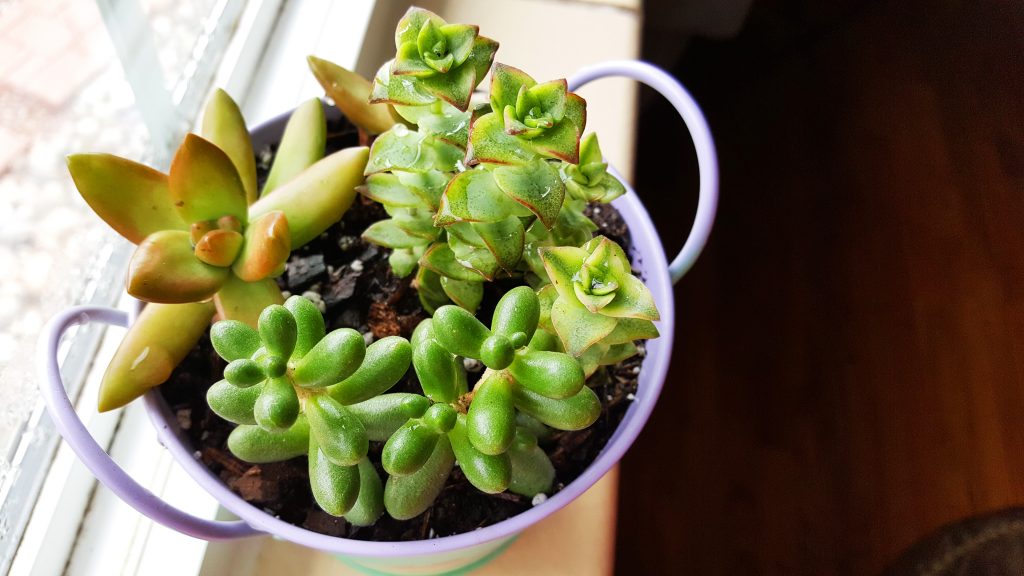 obsessed with succulents art bucket container top view