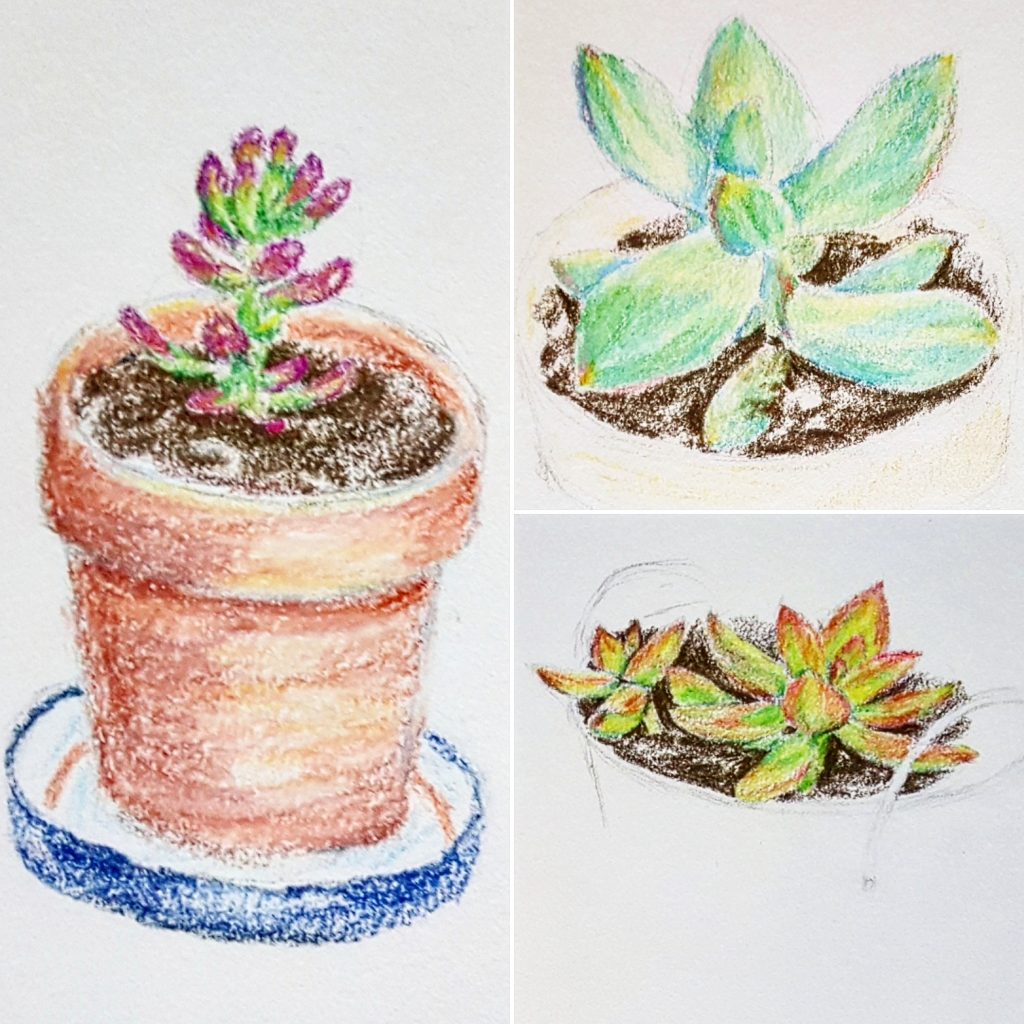 obsessed with succulents colored pencil art sketch