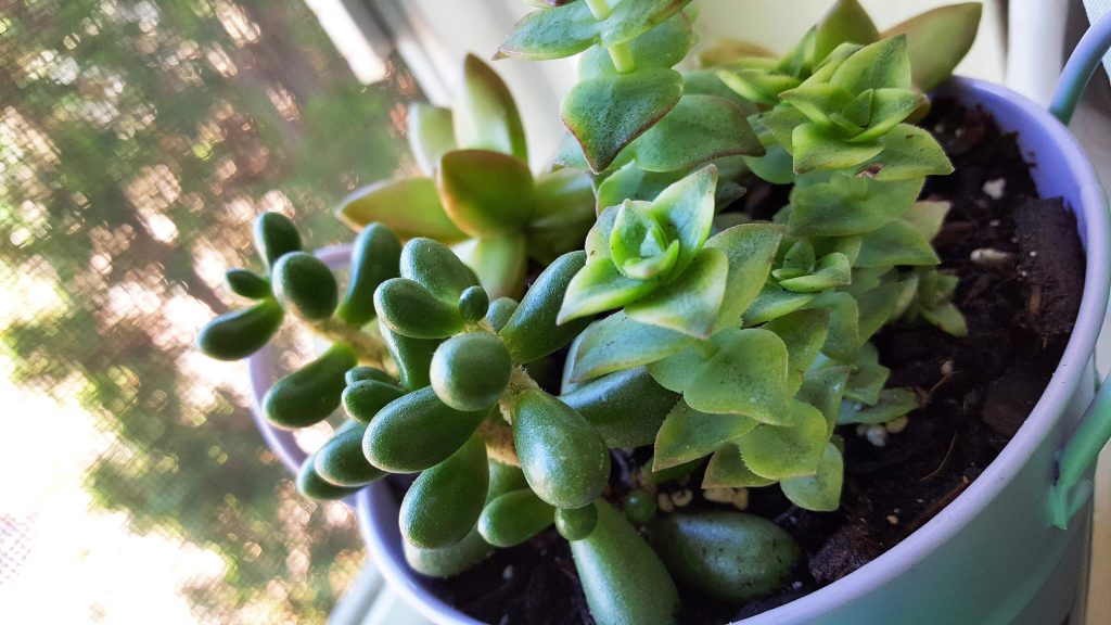 obsessed with succulents cute container