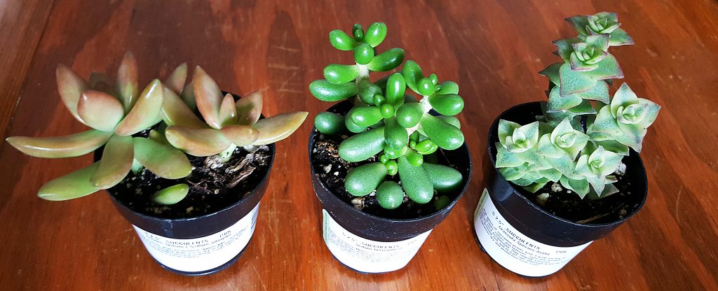 obsessed with succulents first trio sedum crassula