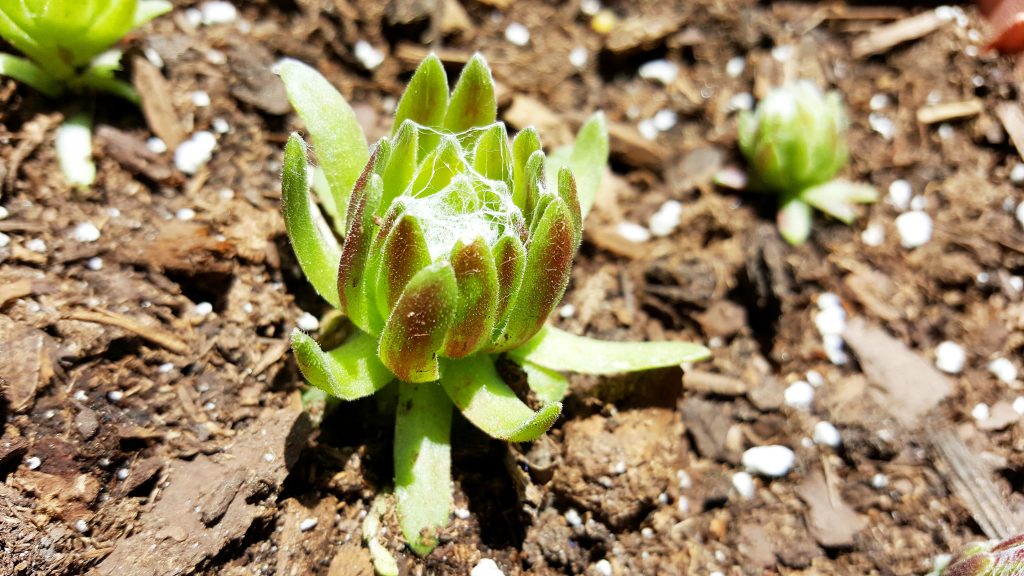 obsessed with succulents cobweb sempervivum