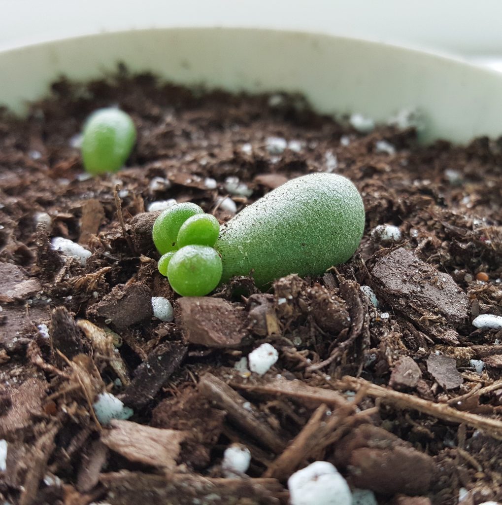 obsessed with succulents pup progation