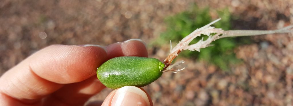 obsessed with succulents sedum hernandezii water root