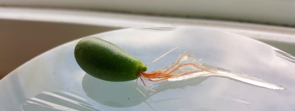 obsessed with succulents sedum water root