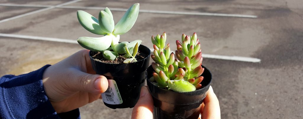 obsessed with succulents pachyphytum and sedum