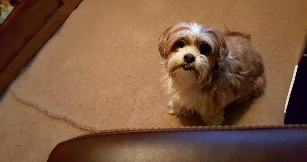 dog won't let you work cinnamon looking up