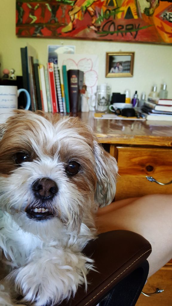 dog won't let you work cinnamon in lap photobomb