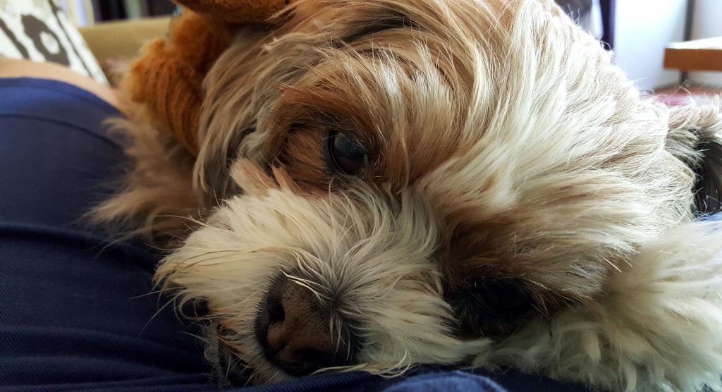 dog won't let you work cinnamon laying down close up