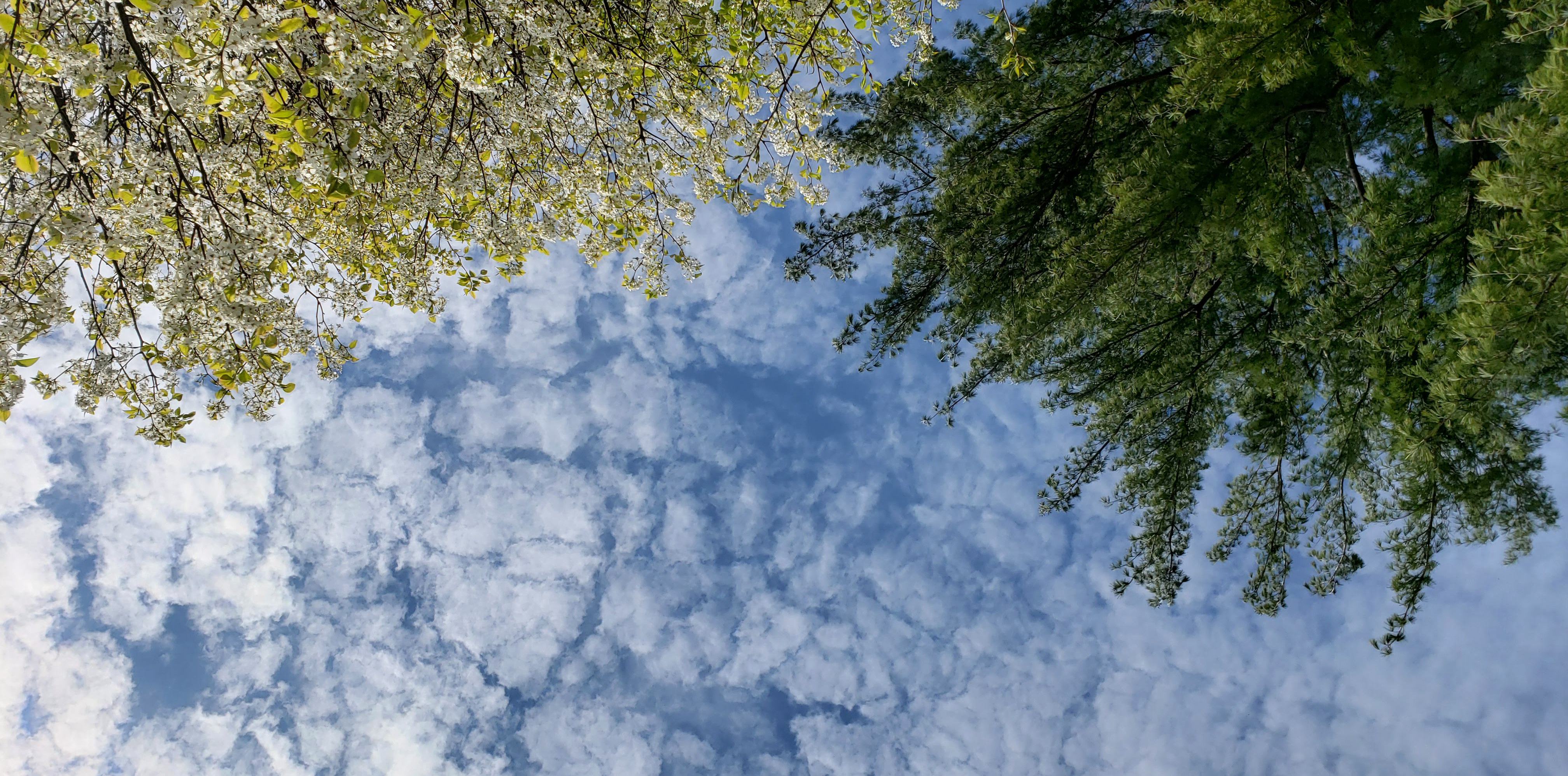 image of blue sky with scattered clouds and tree tops