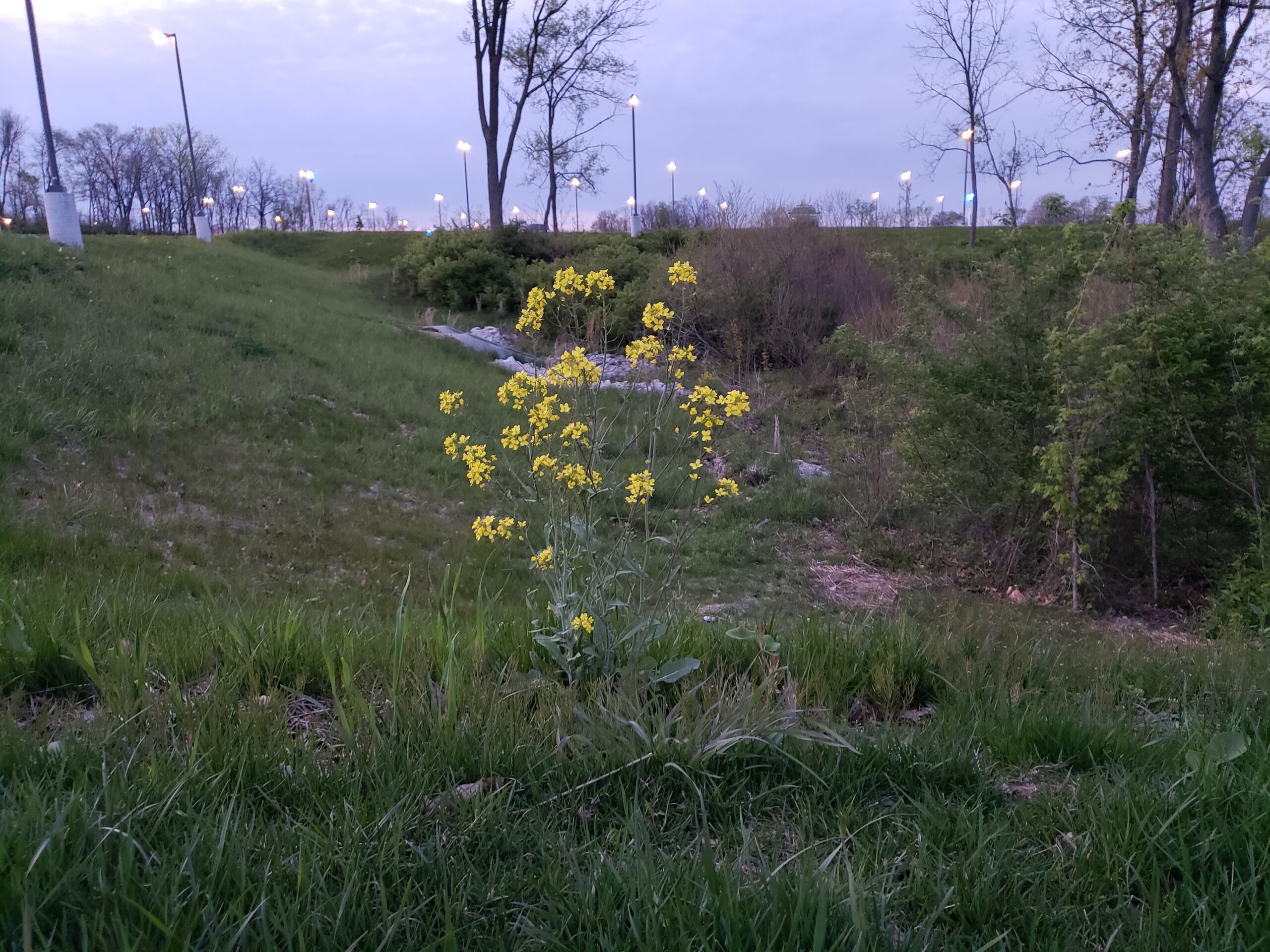Image of yellow flowers against against a blue/purple evening sky.